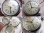 画像3:  デッドストック 精工舎 セイコー ネーション 旧日本帝國軍用時計２重ケース 24時間表記 7石 OH済み (3)