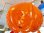 画像3: ヒカリ照 オレンジ色 昭和レトロ ペンダントライト レトロポップ シェード 照明器具 吊り下げ照明