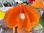 画像2: ヒカリ ペンダントライト オレンジ プラスチック製 昭和レトロ ポップ ビンテージ アンティーク 当時物