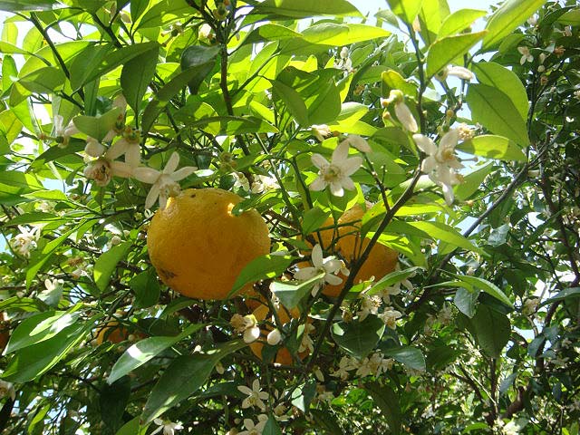 画像: 夏みかんの花